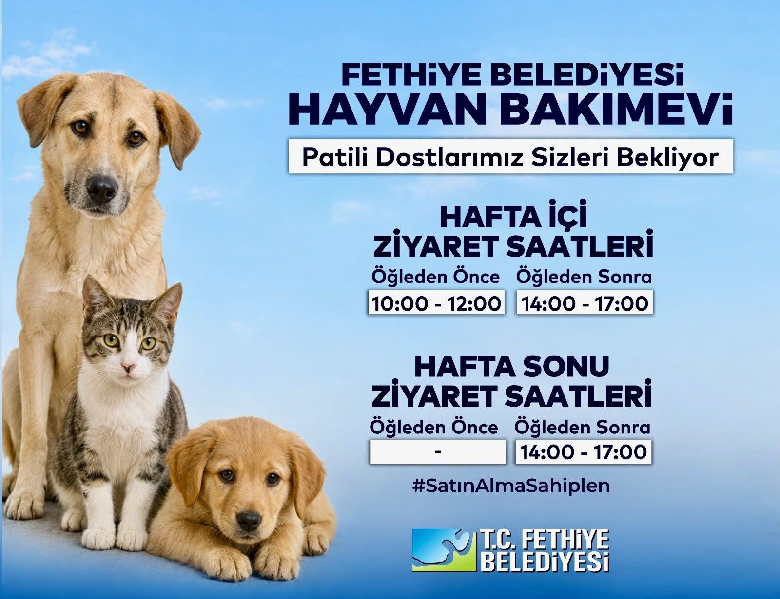 Fethiye'de Patili Dostlar, Yeni Yuvalarını Bekliyor (1)