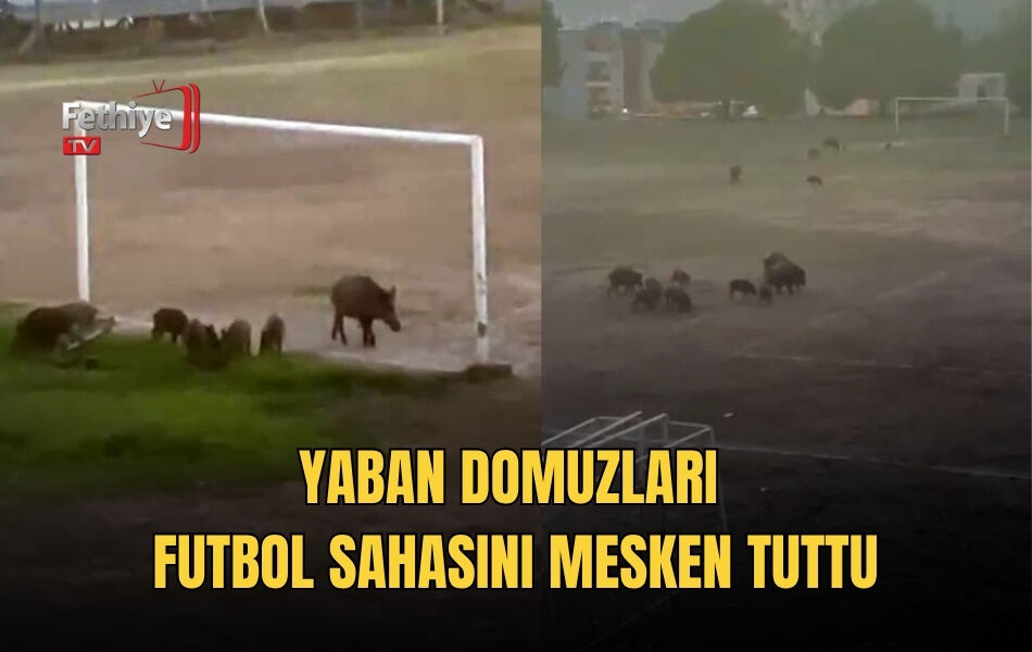 Yaban Domuzları Futbol Sahasını Mesken Tuttu