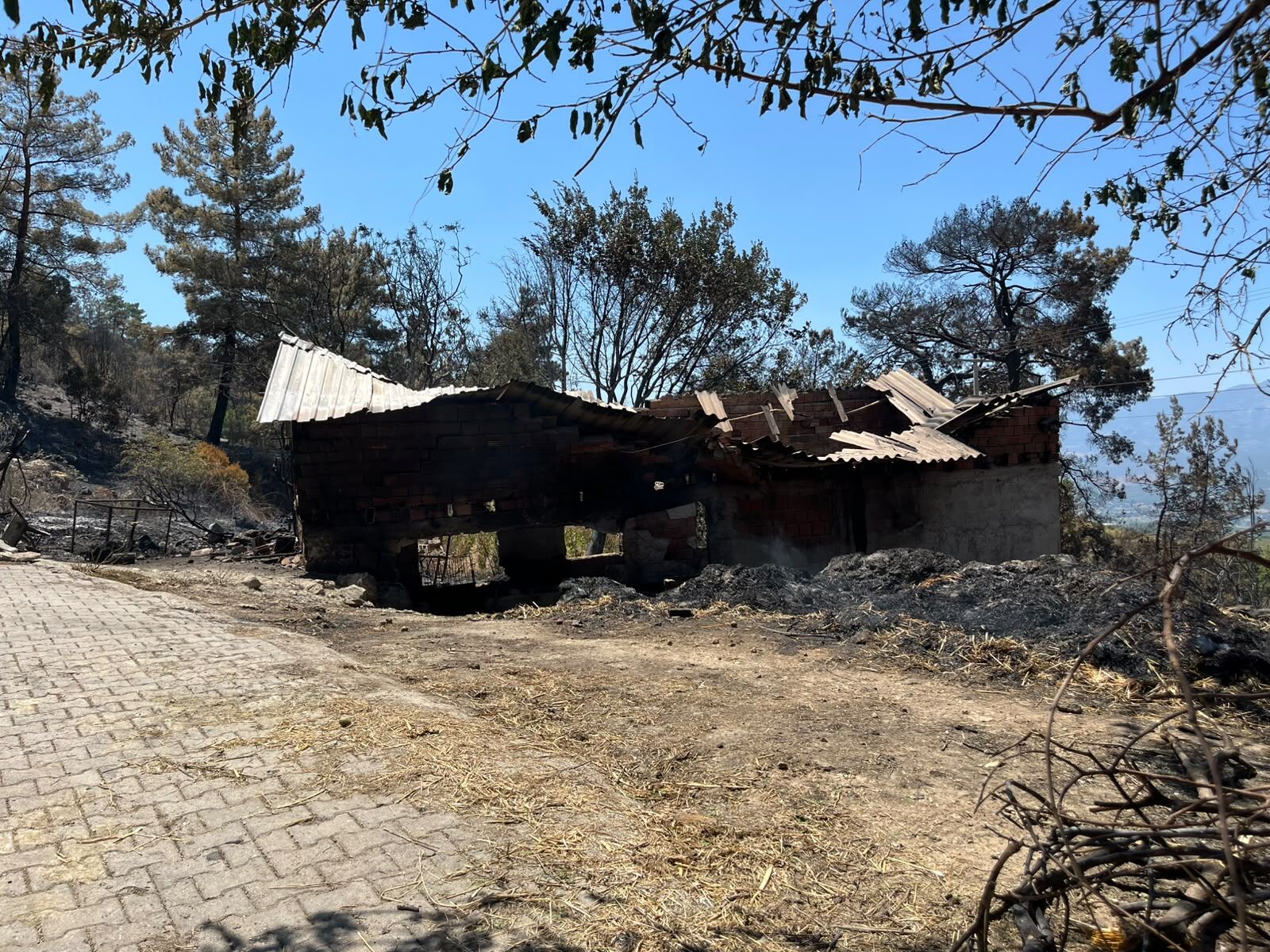 Seydi̇kemer Orman Yangini Ahiri Da Kül Etti̇ Çatak Mahallesi̇’nde Büyük Kayip (3)