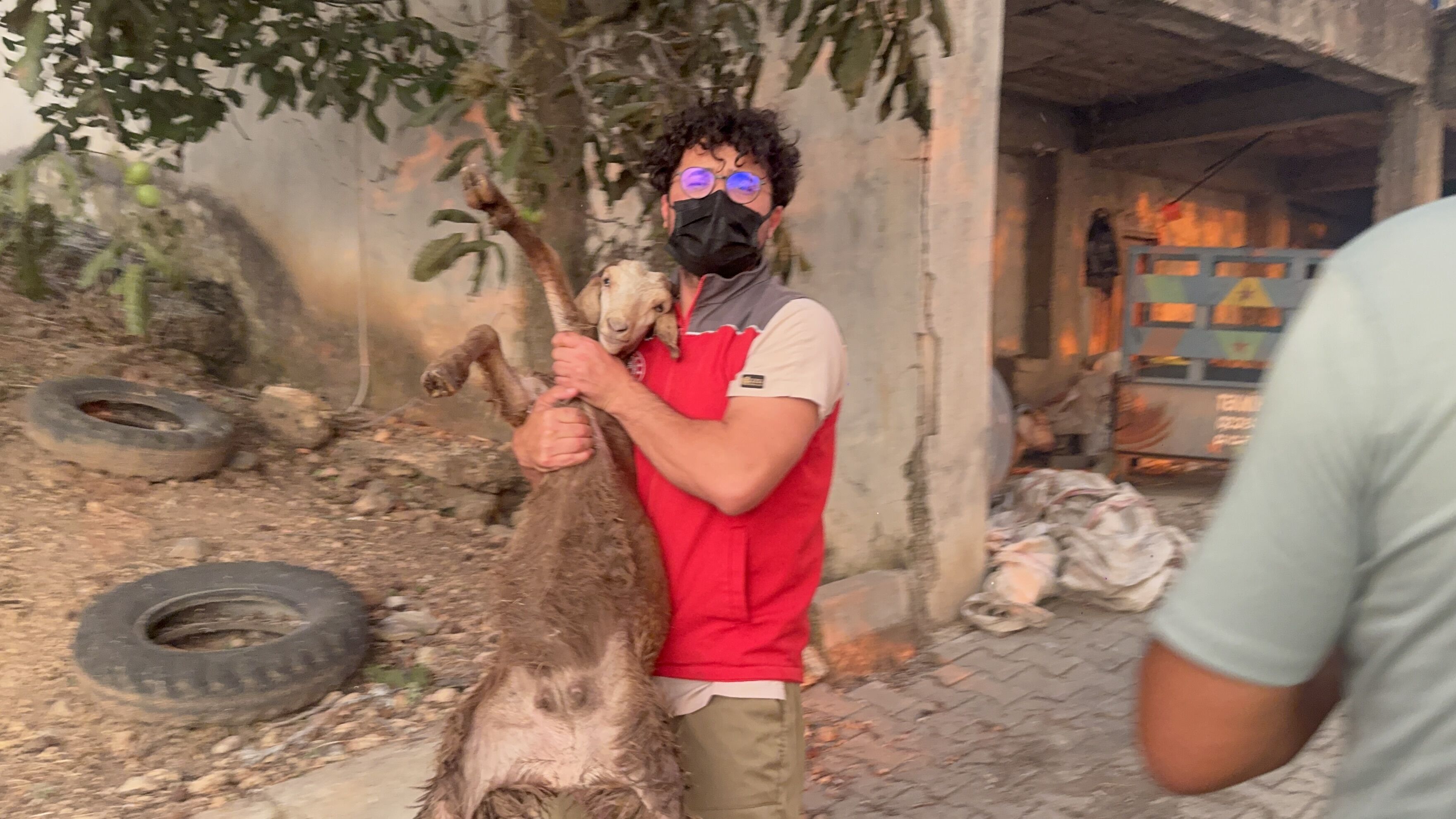 Seydikemer'de Yaralı Koyun Ve Keçilere Acil Müdahale (13)