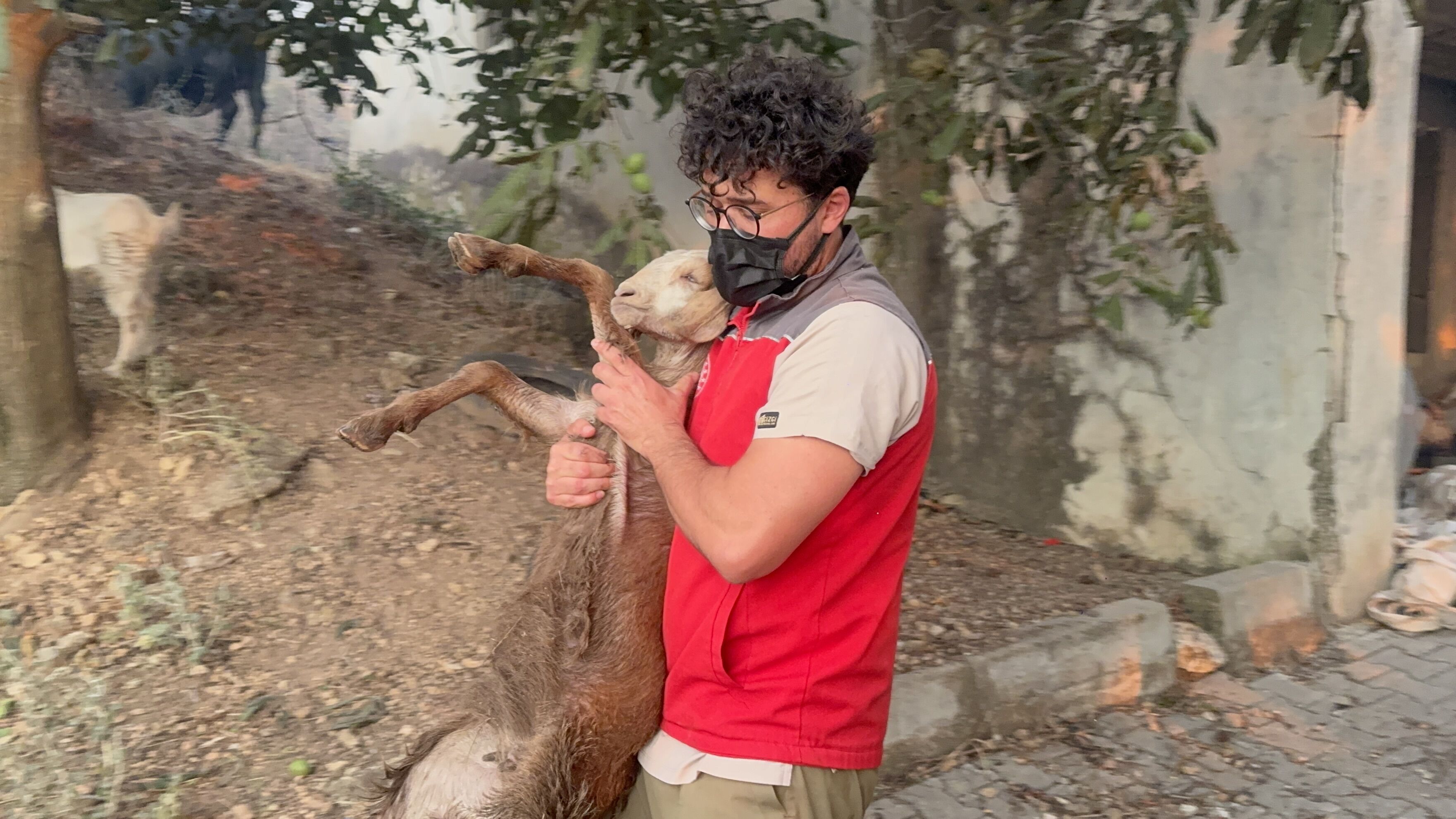Seydikemer'de Yaralı Koyun Ve Keçilere Acil Müdahale (14)