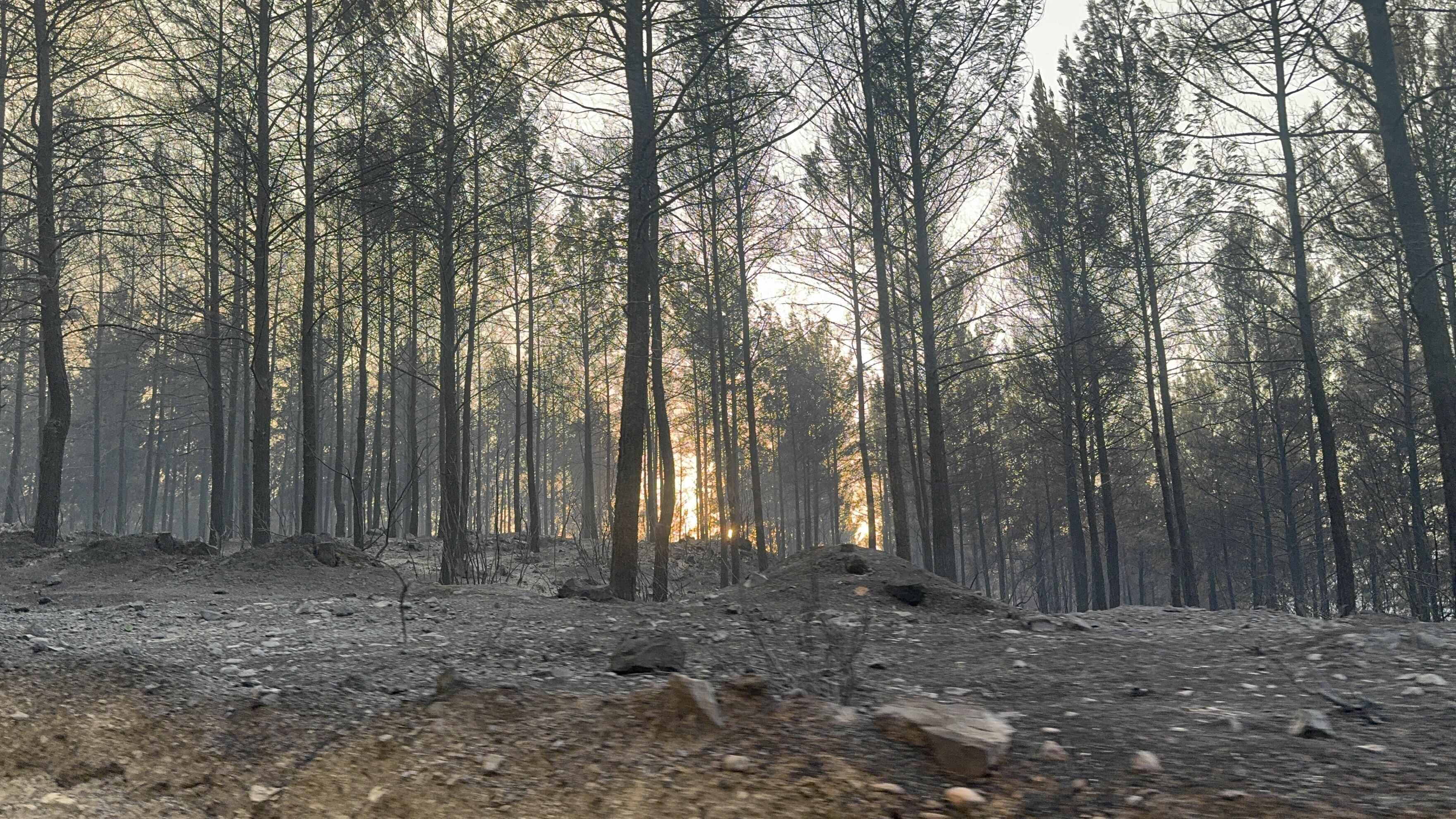 Seydikemer'de Yaralı Koyun Ve Keçilere Acil Müdahale (18)