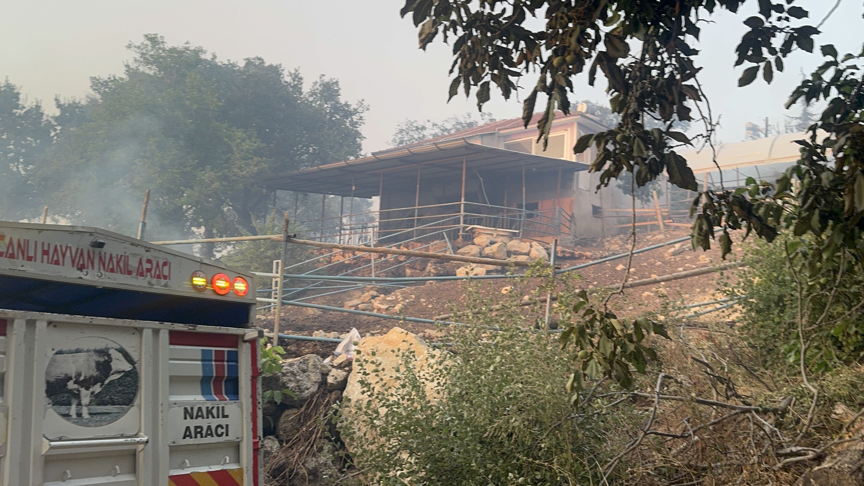 Seydikemer'de Yaralı Koyun Ve Keçilere Acil Müdahale (24)