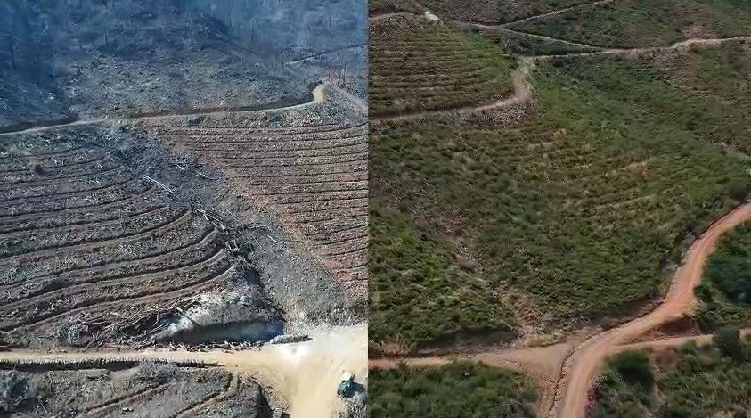 Muğla’da Büyük Yanginlarin 5. Yilinda Yanan Alanlar Yeşi̇l Örtüsüne Kavuştu (8)