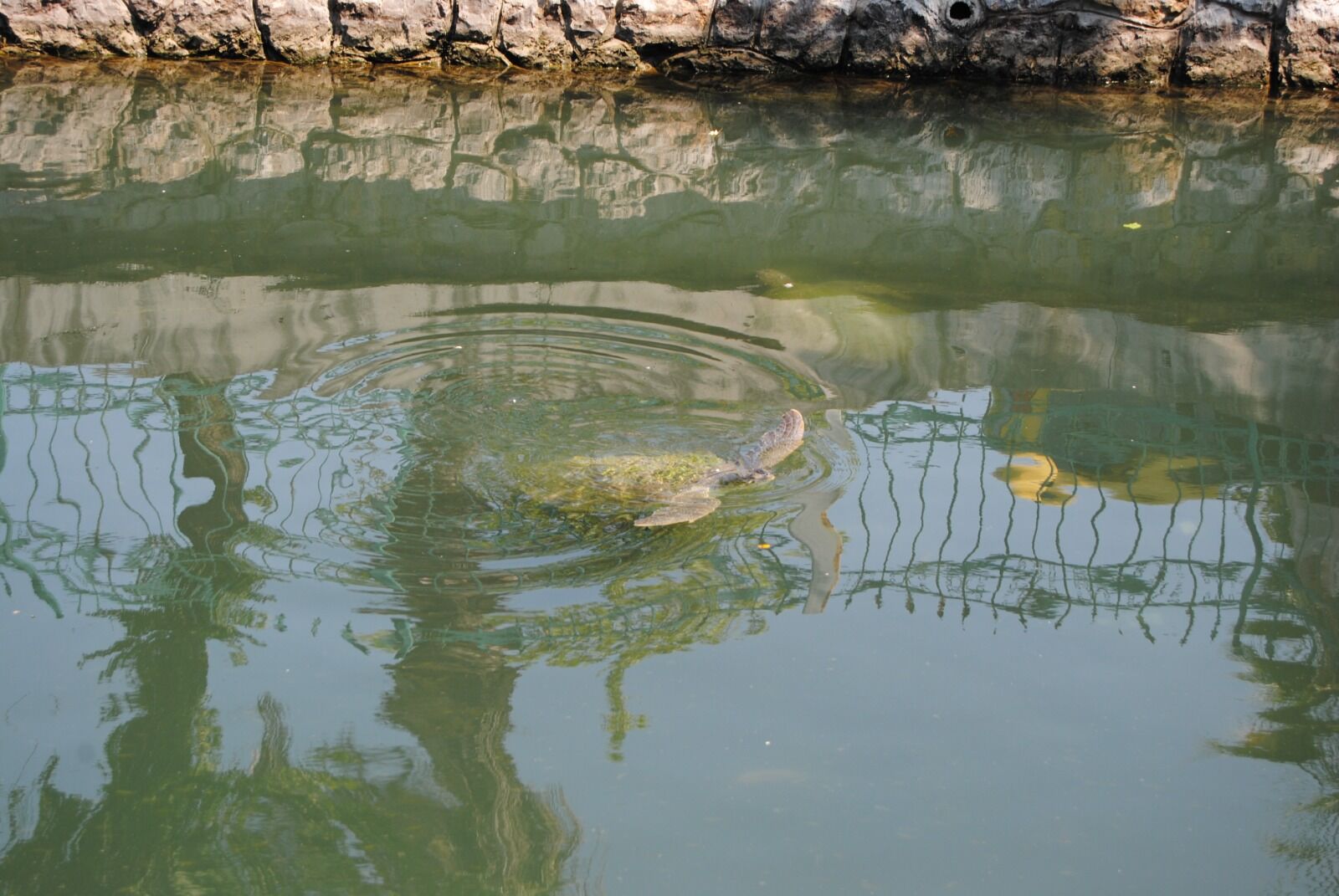 Turistlerin Caretta Caretta Ilgisi (12)
