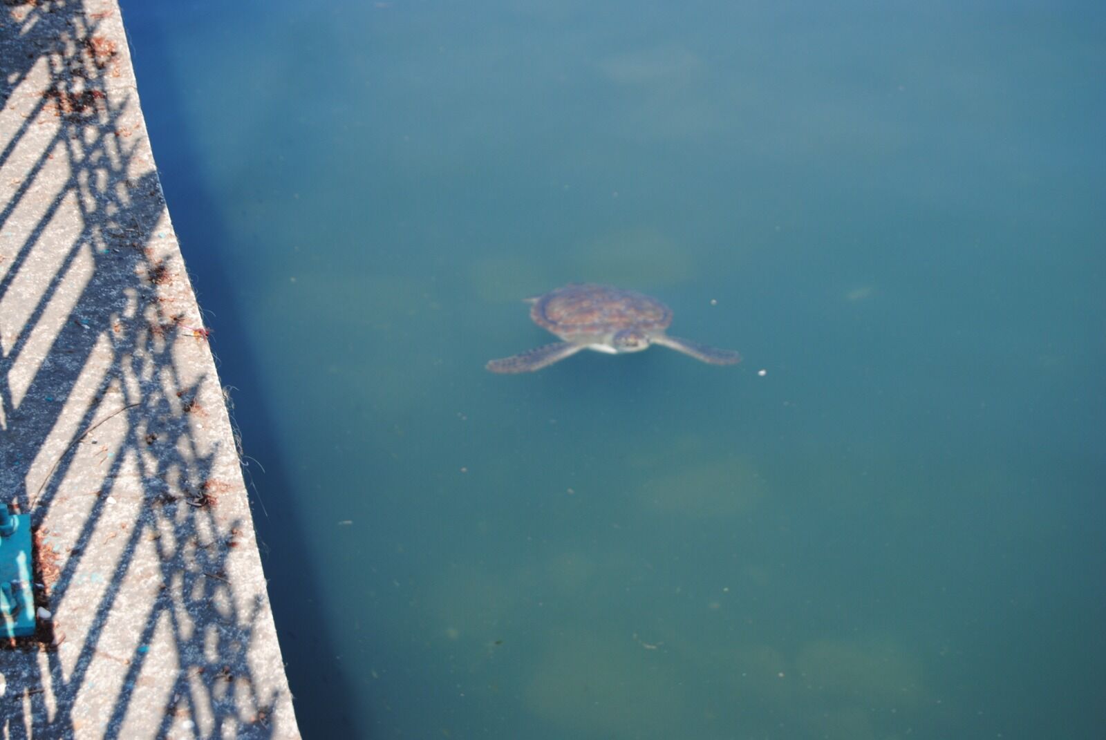 Turistlerin Caretta Caretta Ilgisi (13)