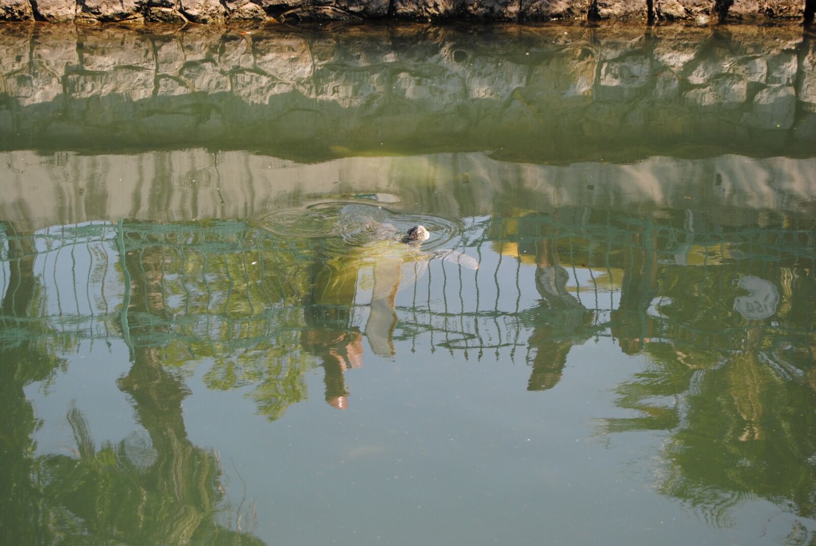 Turistlerin Caretta Caretta Ilgisi (15)