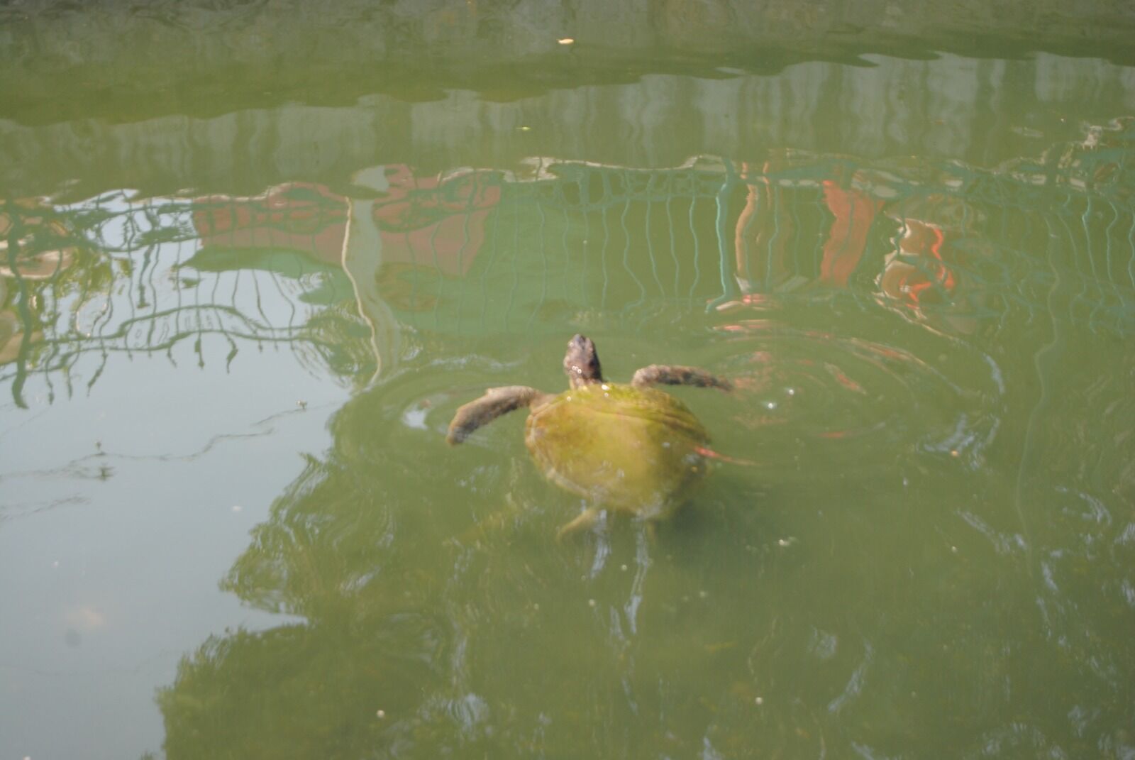 Turistlerin Caretta Caretta Ilgisi (16)