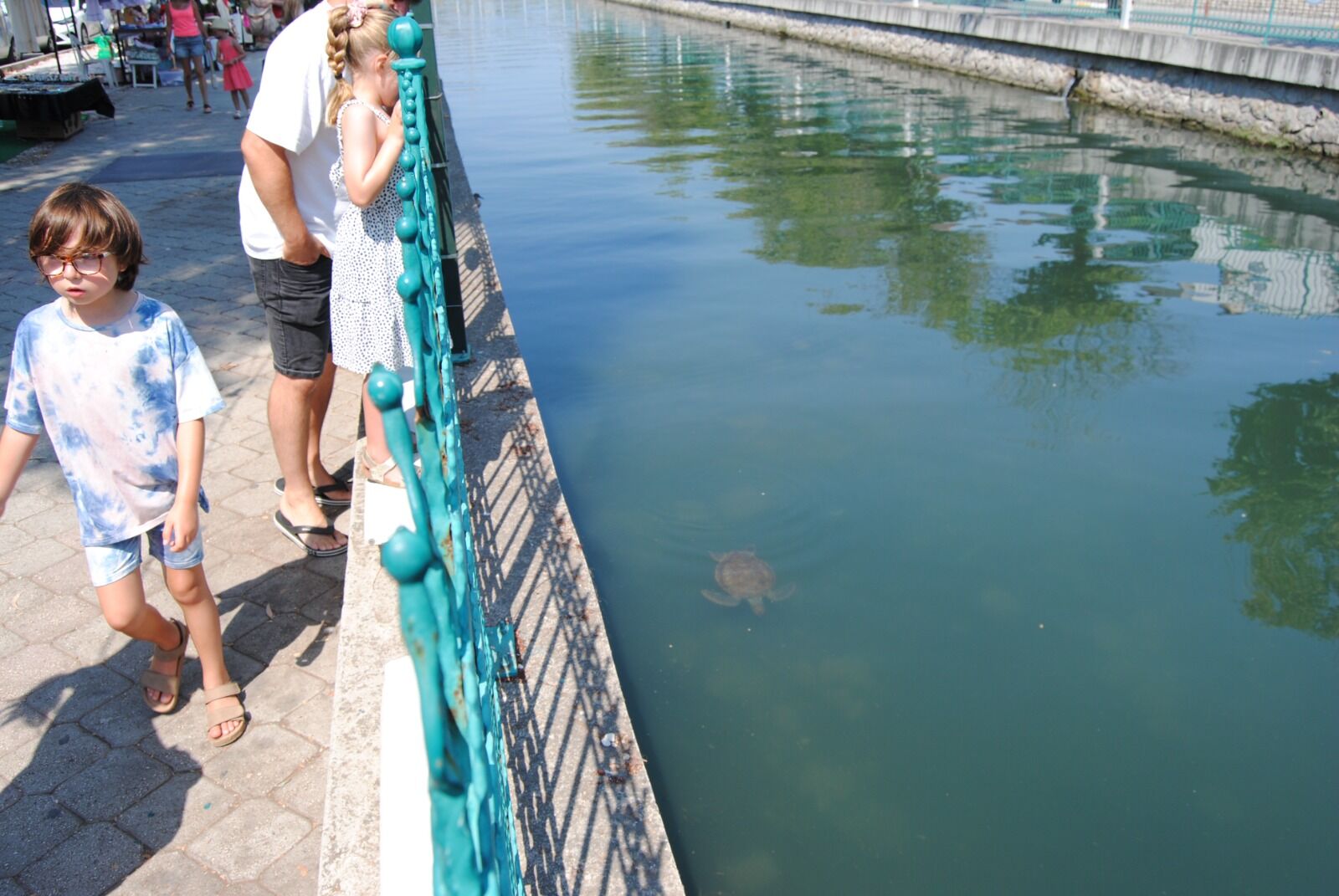 Turistlerin Caretta Caretta Ilgisi (17)