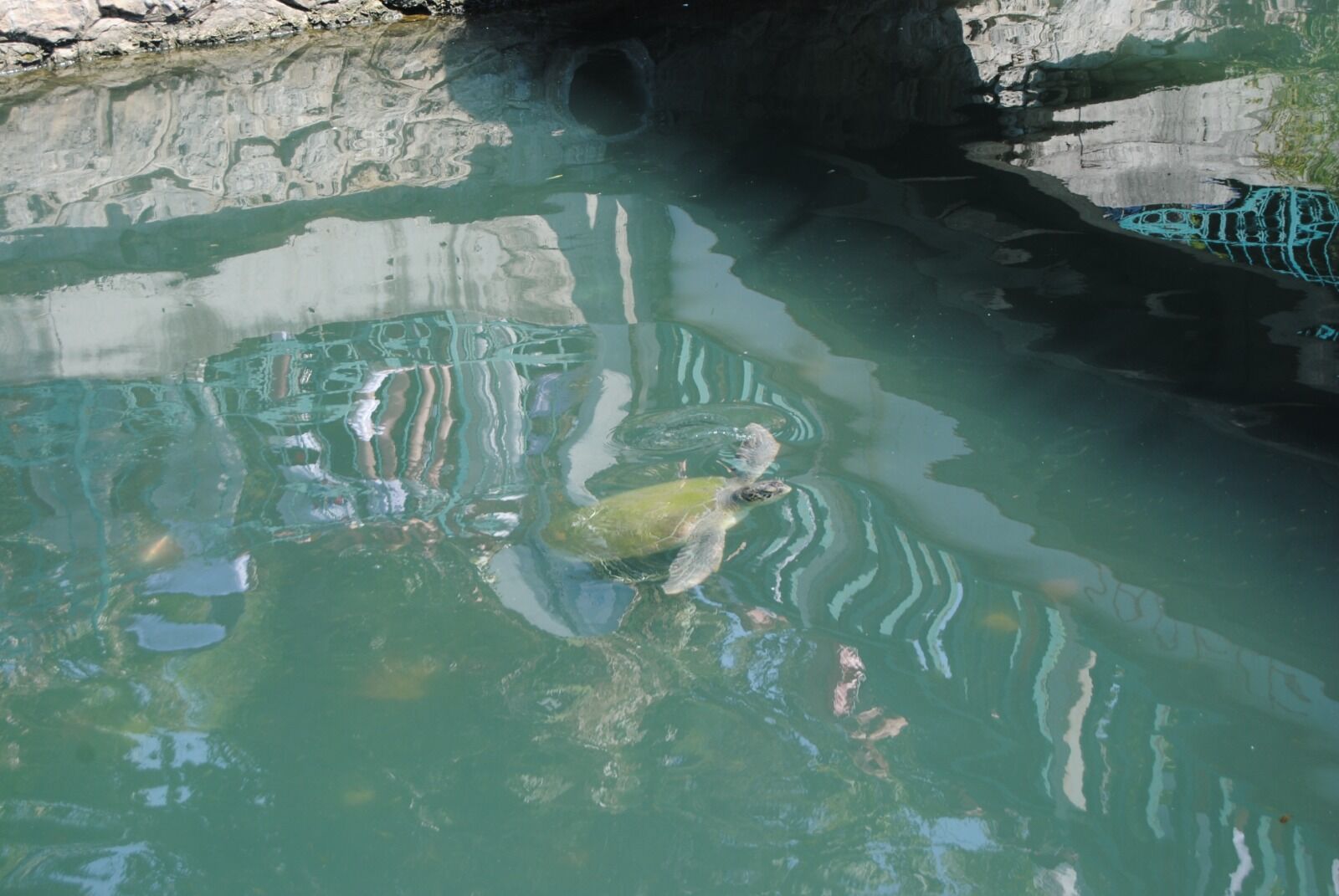 Turistlerin Caretta Caretta Ilgisi (19)