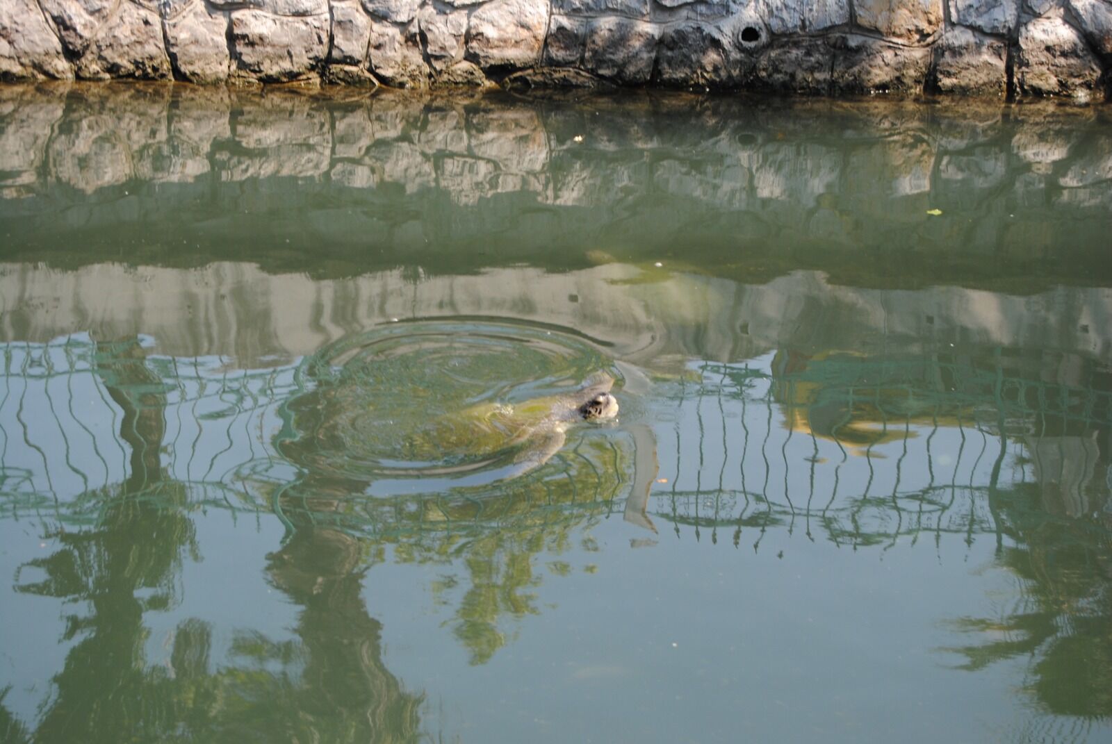 Turistlerin Caretta Caretta Ilgisi (8)