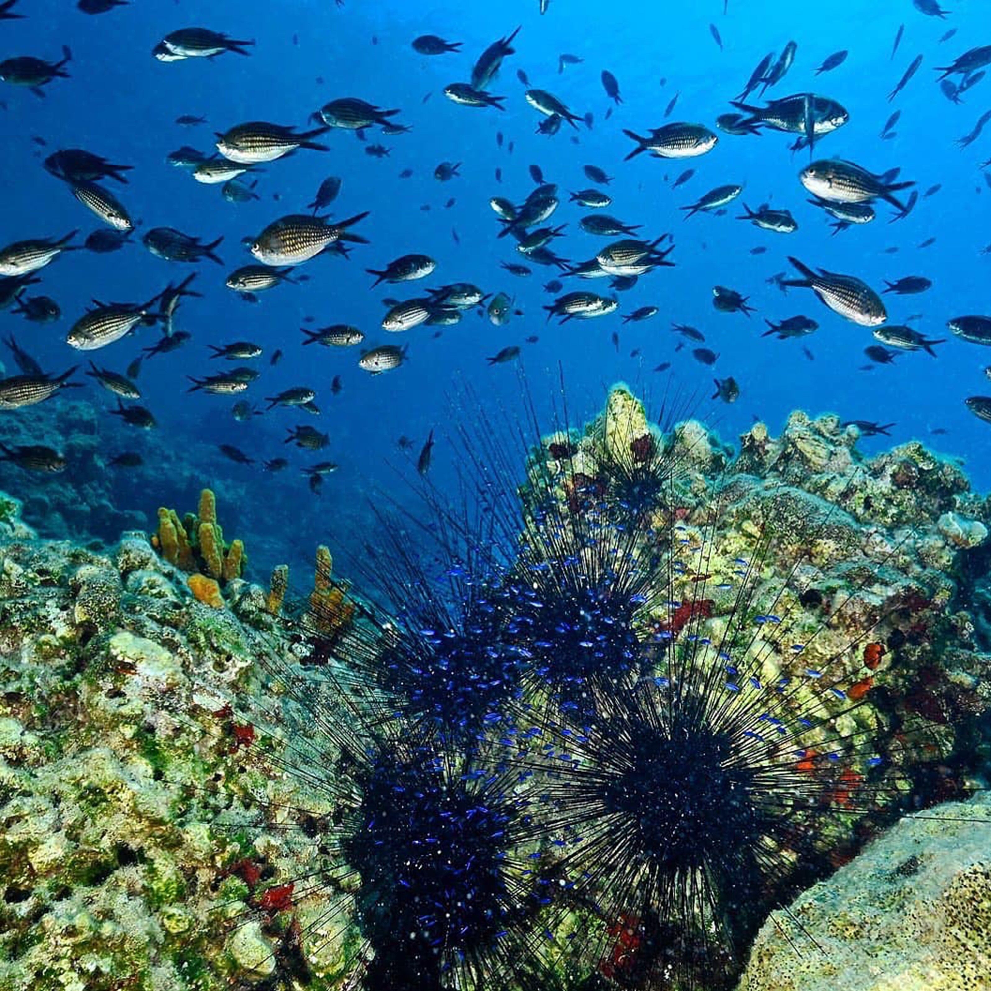 Türkiye'nin İlk Deniz Milli Parkı Fethiye Kaş Ve Kuzey Ege Sınırlarında (2)