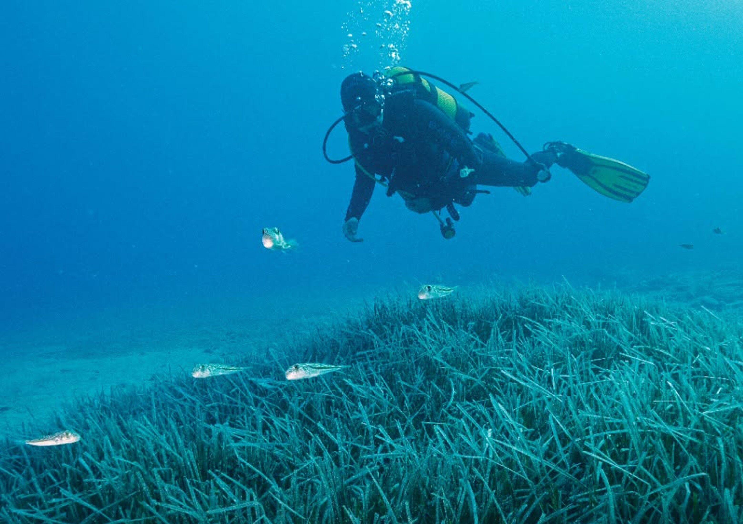 Türkiye'nin İlk Deniz Milli Parkı Fethiye Kaş Ve Kuzey Ege Sınırlarında (4)